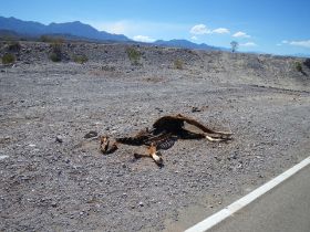 Argentinien endlose Strasse 4.JPG